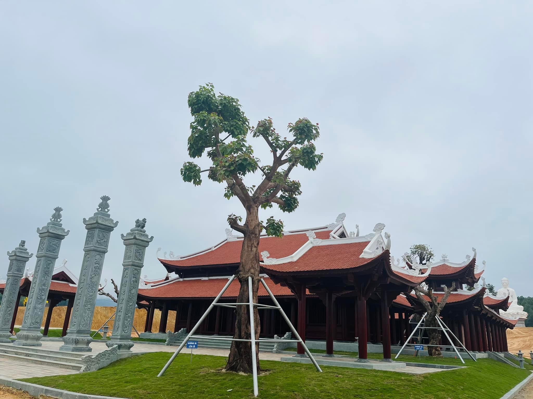 Cây Muỗm 200 năm tuổi đời tại Thiên Đường